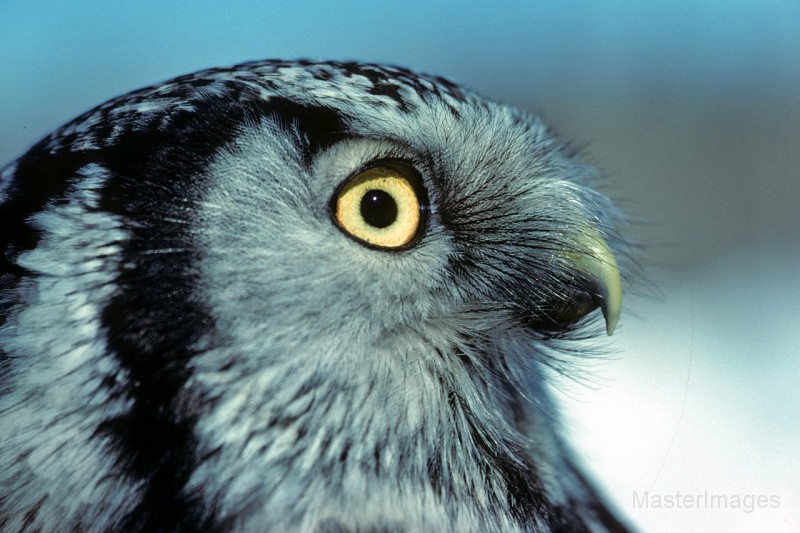 hawk_owl.jpg - Northern Hawk-Owl (Surnia ulula)